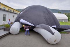 MY-TREES-00175 MY-TREES-00175